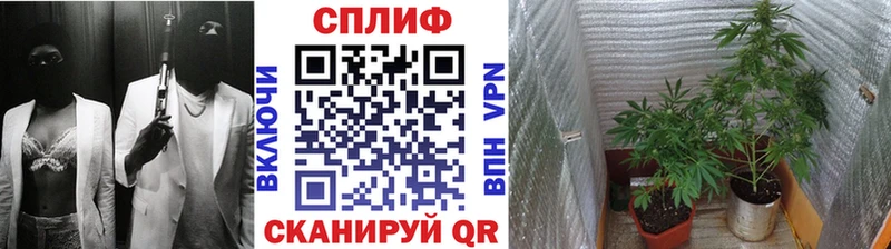 Бошки Шишки план Циолковский
